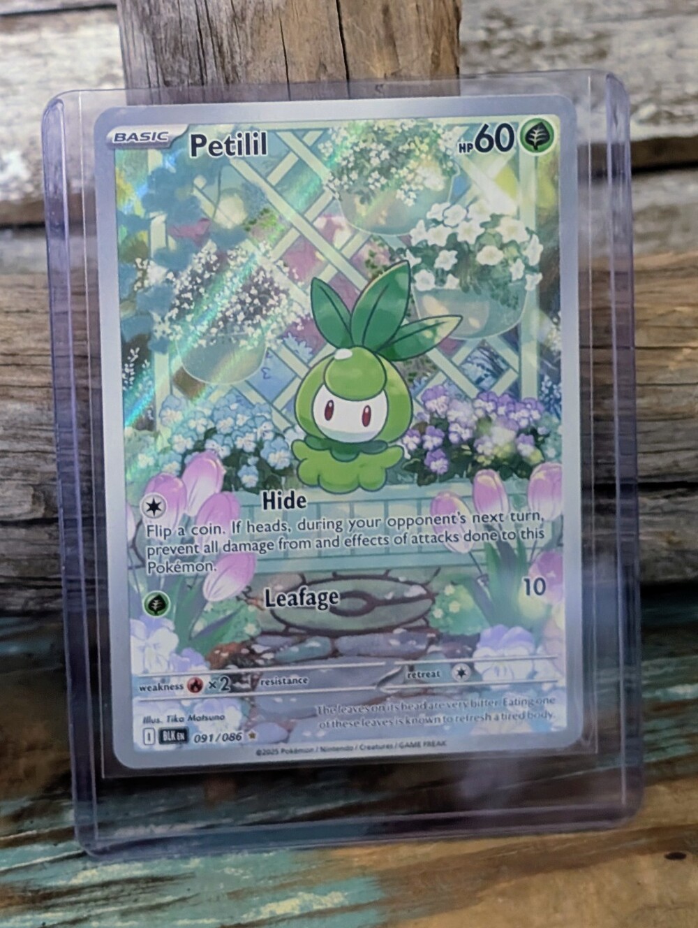 Pokemon Black Bolt Petilil 091/086